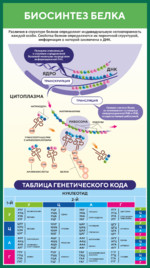 Стенд по биологии «Биосинтез белка»